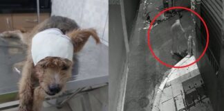 VÍDEO: Mulher causa revolta ao ser filmada esfaqueando um cachorro em Manaus