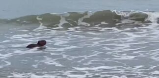 Capivara é flagrada tomando banho de mar; assista ao vídeo!
