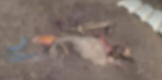 Corpos são encontrados em cova nos fundos de casa na Zona Leste de Manaus