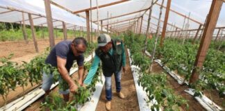 Plano Safra Amazonas: mais de R$ 2,2 bilhões estão disponíveis para acesso ao crédito para o biênio 23/24