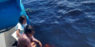 Boto tem zagaia removida do olho e segue monitorado pelo ICMBio no AM