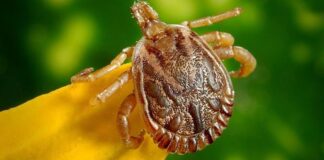 O que precisamos saber sobre a febre maculosa? Entenda prevenção, diagnóstico e tratamento