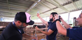 Pecuaristas devem ficar atentos com o fim do prazo de notificação da vacinação contra a febre aftosa no AM