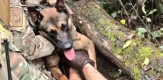 Brasileiro foragido nos EUA foi mordido e capturado por cachorro da polícia