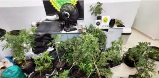 Homem é preso pela segunda vez por manter estufa de maconha em casa de alto padrão