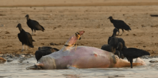 Mortandade de botos no Amazonas comove mídia nacional
