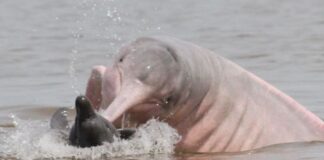 Ibama envia veterinários para atender botos no Amazonas