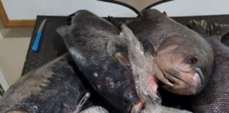 Tambaquis com recheio de cocaína são apreendidos pela PF no AM