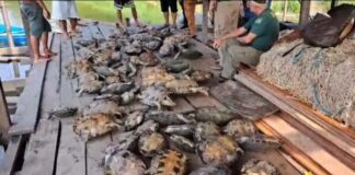 Ibama aplica multa de meio milhão de reais por captura de quelônios