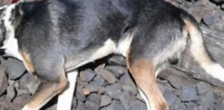 Mulher arremessa os cachorros por cima do muro de um imóvel, e é indiciada em Manaus