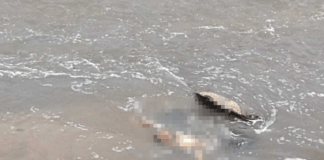 Corpo de homem morto a facadas é encontrado boiando em igarapé no Aparecida