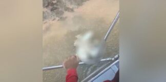 Bombeiros encontram cabeça de homem que teve o corpo devorado por jacaré