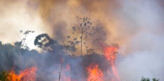 MPAM quer punir responsáveis por queimadas ilegais no Amazonas