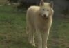 Cão ‘meio lobo’ criado como pet mata bebê de 3 meses nos EUA