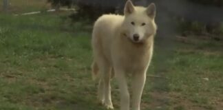 Cão ‘meio lobo’ criado como pet mata bebê de 3 meses nos EUA