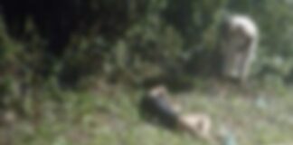 Travesti é encontrado em balneário com um tiro na cabeça no município de Parintins