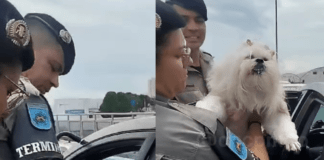 PM quebra vidro de carro para resgatar cadela deixada sob calor intenso