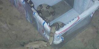 Susto: Jiboia é achada dentro de loja em Manaus