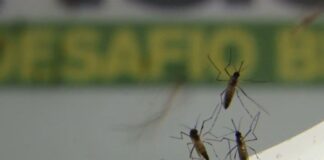 Brasil pode registrar até 4,2 milhões de casos de dengue em 2024