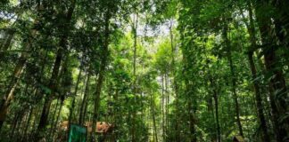 Em 2023, Governo do Amazonas captou mais de R$ 76 milhões para investir na gestão ambiental