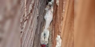 Cachorro é resgatado após ficar preso entre o vão de duas paredes