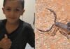 Criança de 7 anos morre depois de ser picada por escorpião