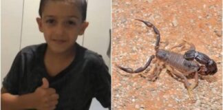 Criança de 7 anos morre depois de ser picada por escorpião