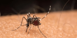 Cinco mortes por dengue são investigadas no Amazonas