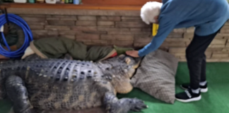 Homem tenta recuperar jacaré de estimação apreendido pela polícia: ‘Meu bebê’