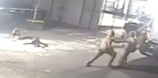 Vídeo: câmera flagra policiais se agredindo durante confusão, enquanto cachorros tentam ‘separar’