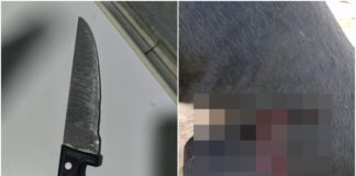 Homem é preso após esfaquear cachorro do vizinho