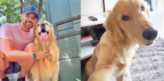 Cachorro morre após erro na rota em transporte aéreo da Gol em SP