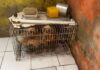 Canil clandestino com 9 animais usados para reprodução é fechado em Fortaleza