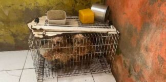 Canil clandestino com 9 animais usados para reprodução é fechado em Fortaleza