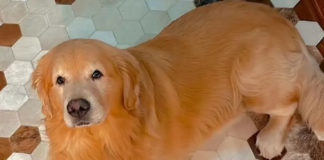 Anac e ministério vão investigar morte de cão em voo da Gol