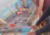 Barco à deriva é encontrado com corpos em decomposição no Pará