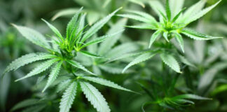 Canabidiol deve chegar ao SUS em maio no estado de São Paulo; saiba quem tem direito