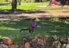 Macacos fazem arrastão em parque e roubam vasilhas e lancheiras