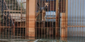 Cães resgatados nas cheias do Rio Grande do Sul são adotados em Brasília