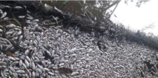 Empresas são multadas em mais de R$ 1 milhão por poluir lago em Manaus