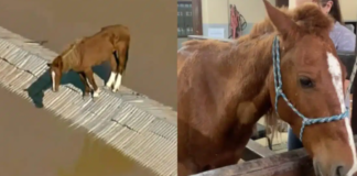 Dramática aparição do suposto dono de caramelo termina em frustração ao tentar reaver o animal