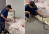 Cobra venenosa é achada entre bichos de pelúcia na cama de criança