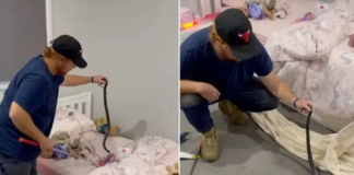 Cobra venenosa é achada entre bichos de pelúcia na cama de criança