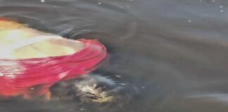 Vídeo: corpo de mulher é encontrado boiando no Rio Negro após barco pegar fogo