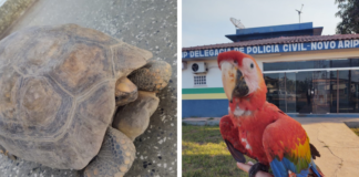 Mãe e filha são presas por tráfico de drogas e crime ambiental no AM