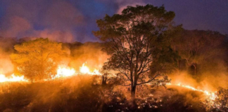 Amazonas registra aumento nos focos de incêndio