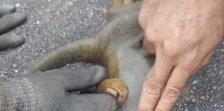 Video: macaco é reanimado após sofrer choque ao fugir de incêndio em Manaus