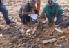 Vídeo: Seca do Rio Negro revela ‘cemitério de ossos” em Manaus