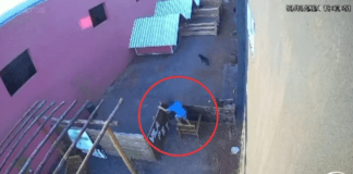 Criança de 9 anos pula muro de hospital veterinário e mata 23 animais