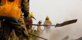 Desmatamento no Amazonas registra queda 29% em 2024, segundo Inpe